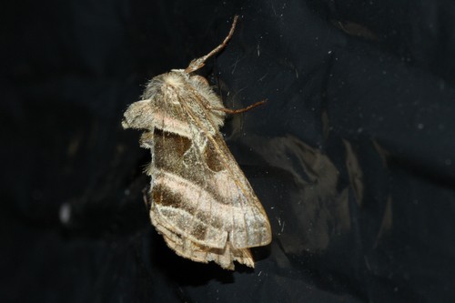 Euchalcia (Euchalcia)