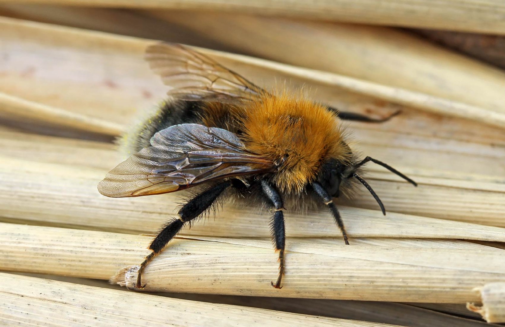 Городской шмель (Bombus hypnorum) - Picture Insect