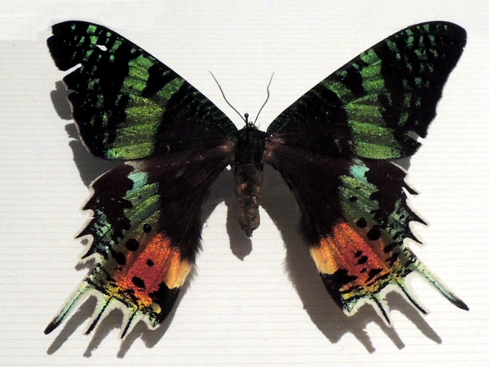 蝶・蛾の標本（ミイロタイマイ、オオルリアゲハ、ニシキオオツバメガ他