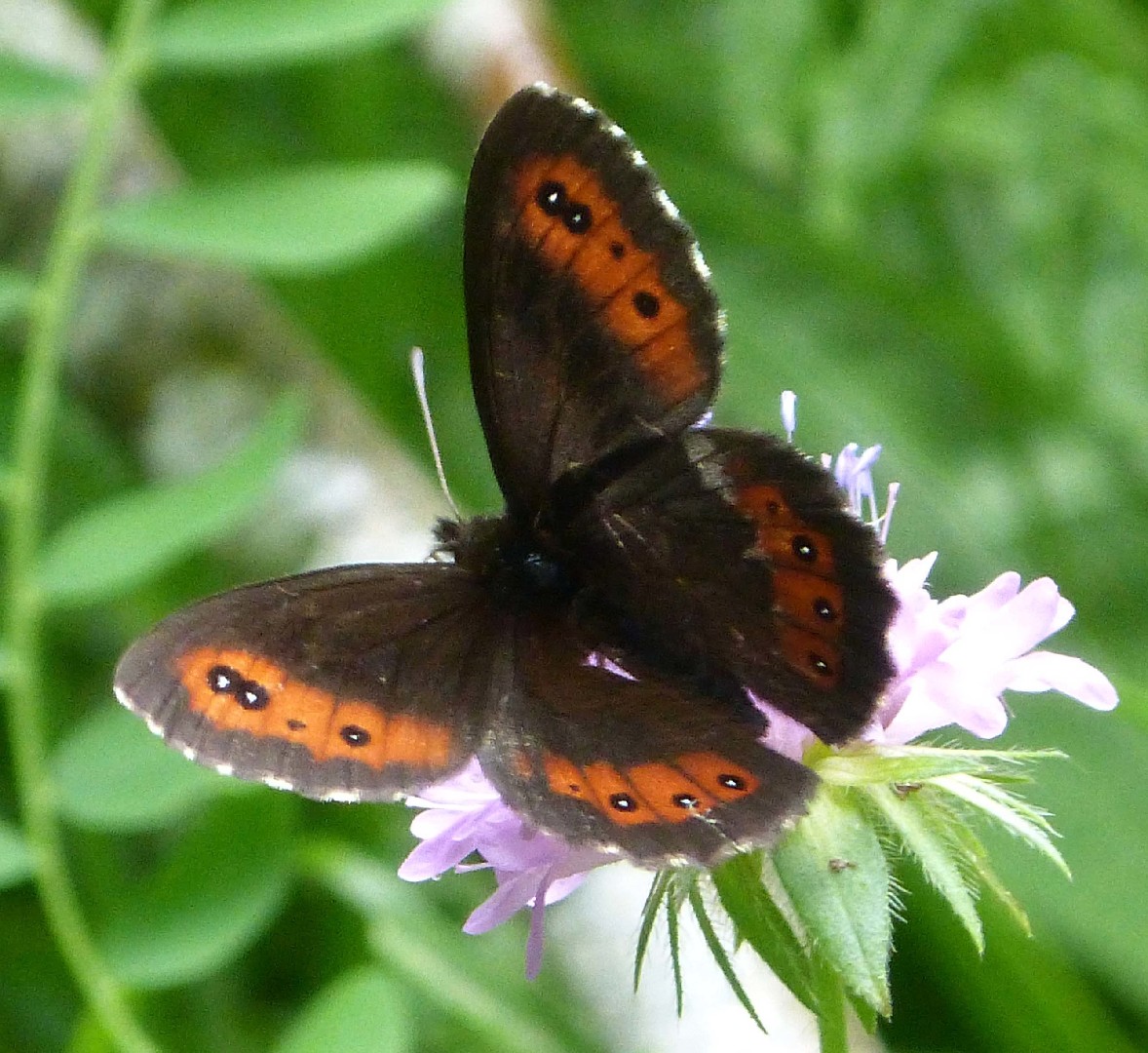 Чернушка лигея (Erebia ligea) - Picture Insect