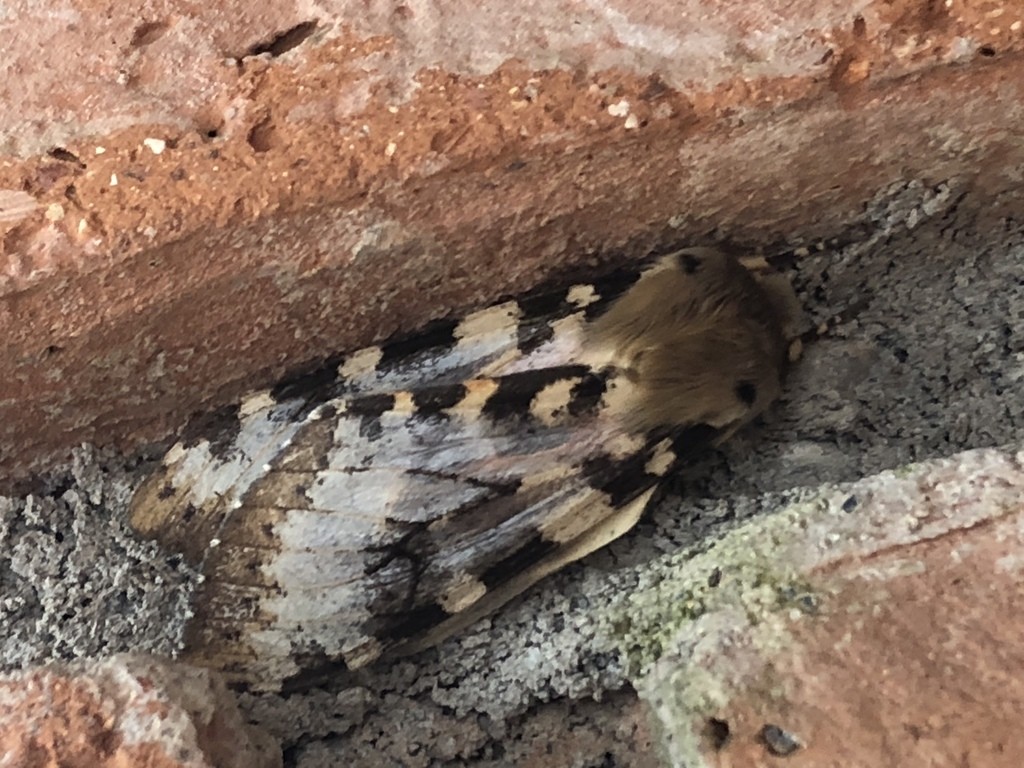 Pseudohemihyalea (Pseudohemihyalea)