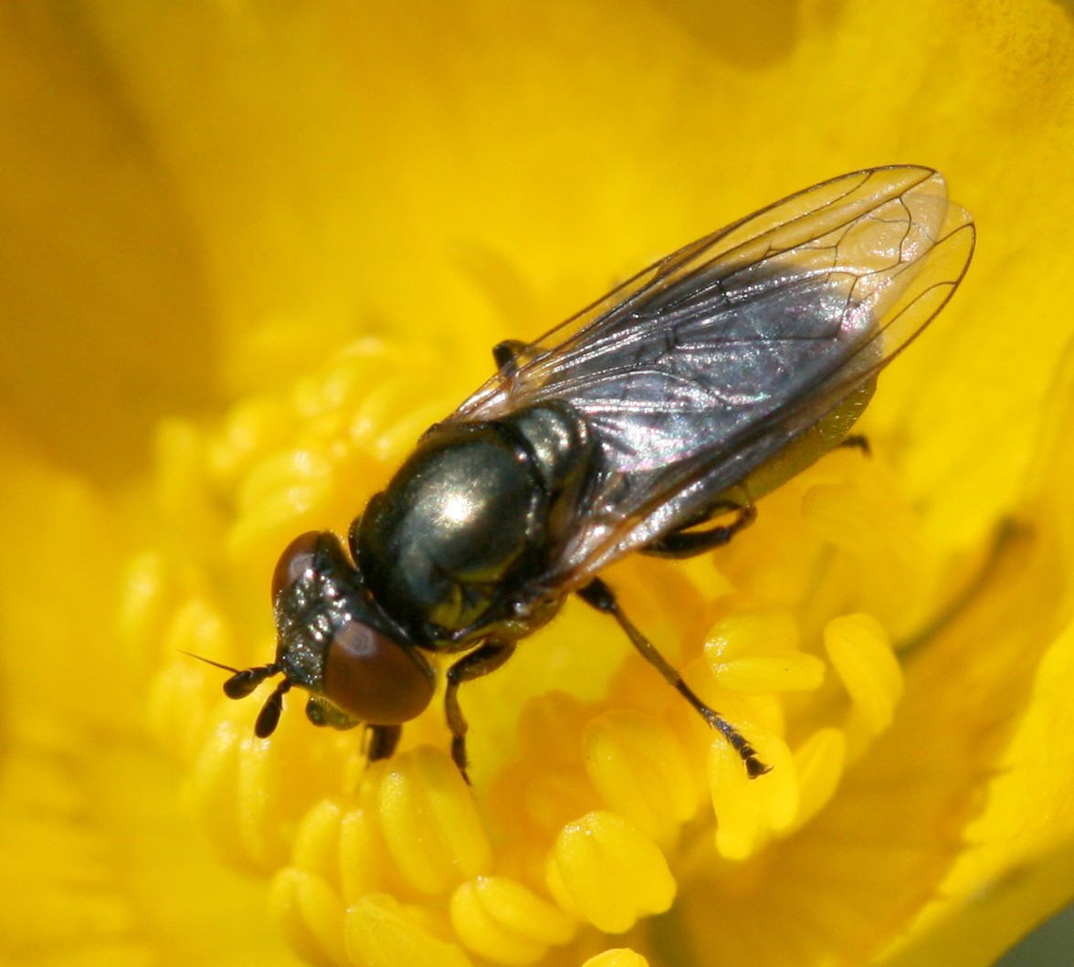 Lejogaster (Lejogaster)