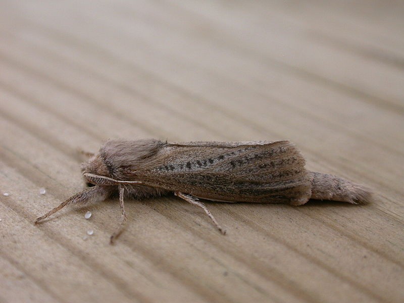 Phragmataecia (Phragmataecia)