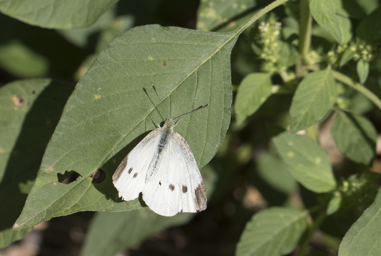 Репница (Pieris rapae) - Picture Insect