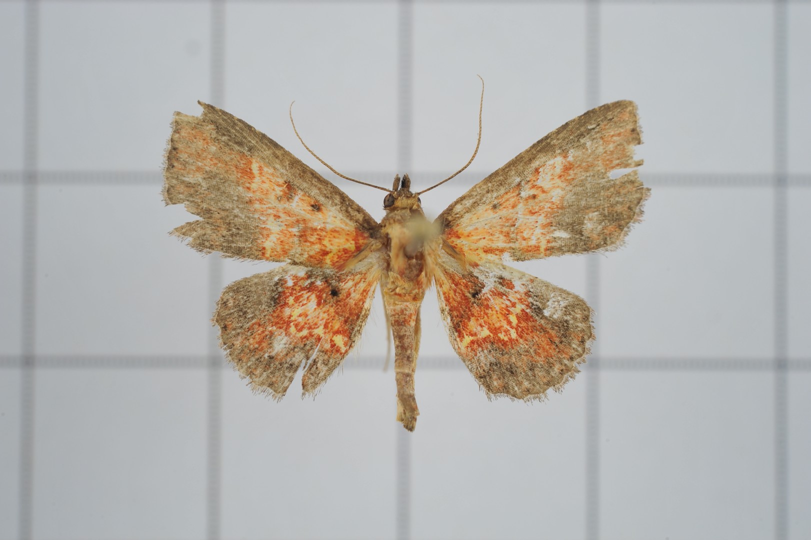 Cerynea igniaria