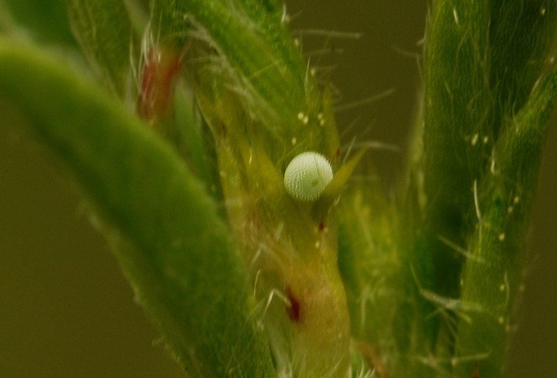Green-underside blue