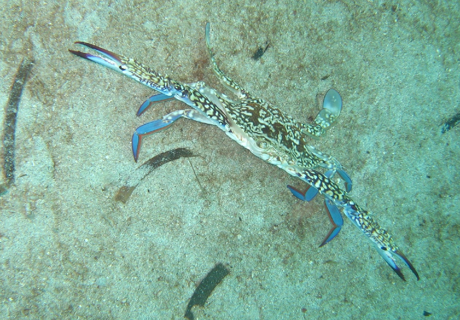 Portunus armatus