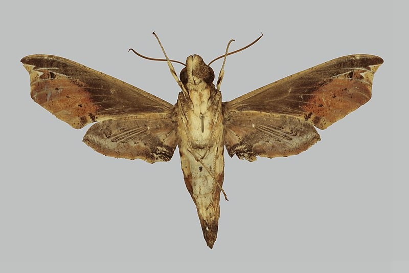 Eupanacra (Eupanacra)