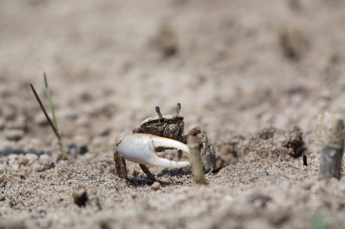 Atlantic sand fiddler crab