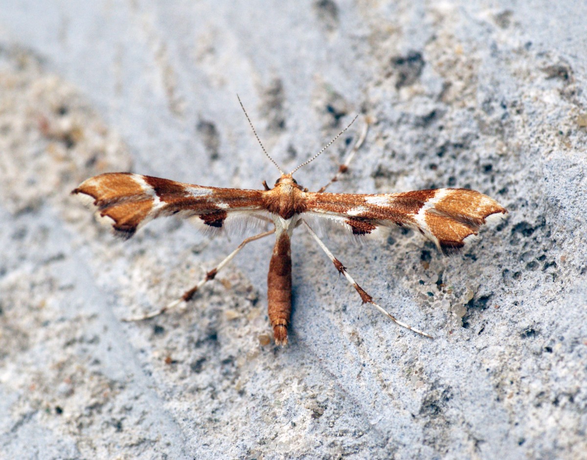 Cnaemidophorus (Cnaemidophorus)