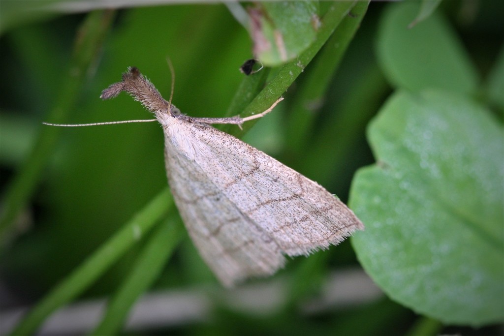 Polypogon (Polypogon)