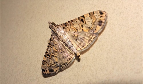 Dysallacta (Dysallacta)