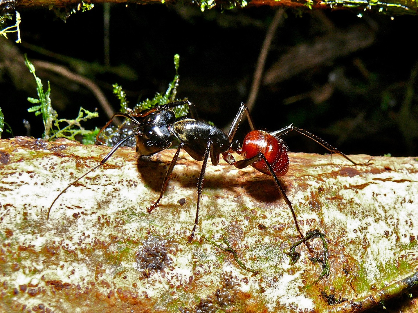 Camponotus gigas (Camponotus gigas) - Picture Insect