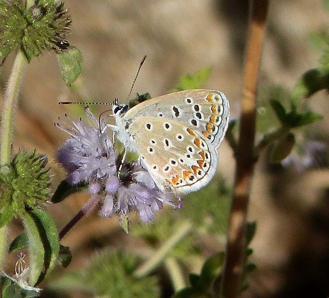 Polyommatus celina