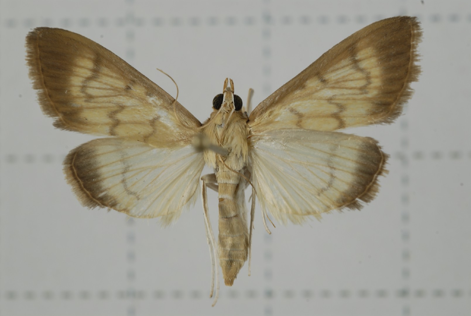 Crypsiptya (Crypsiptya)