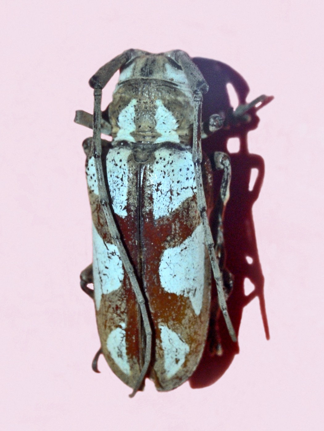 Prosopocera (Prosopocera)