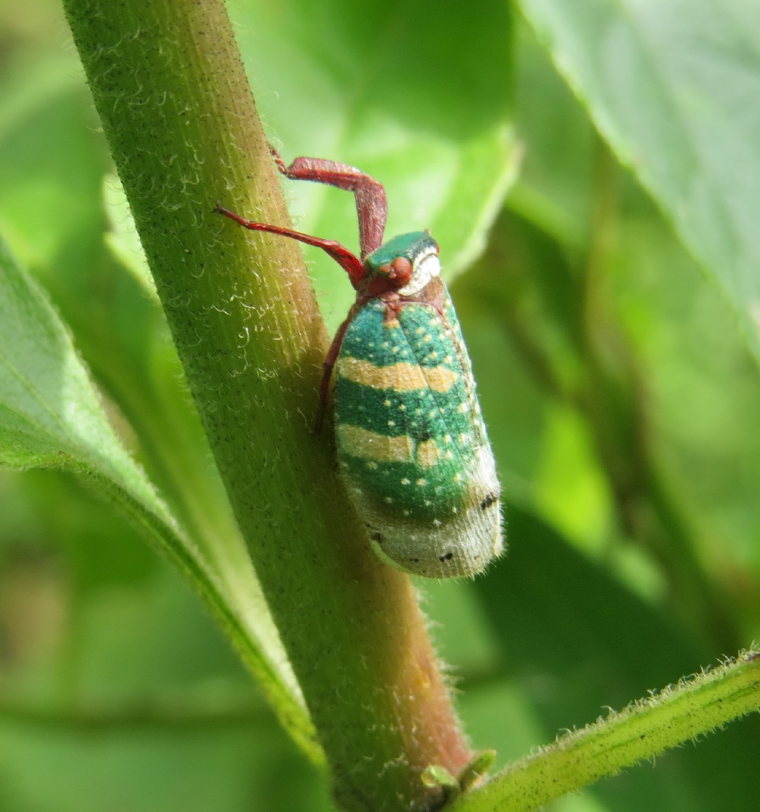 Eurybrachys (Eurybrachys)