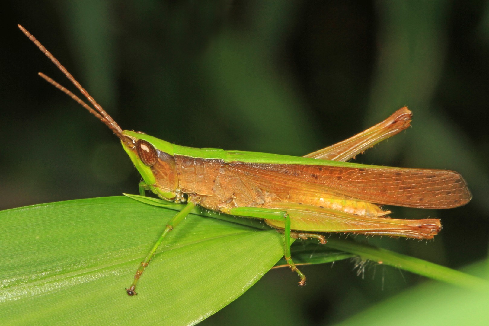 Metaleptea (Metaleptea)