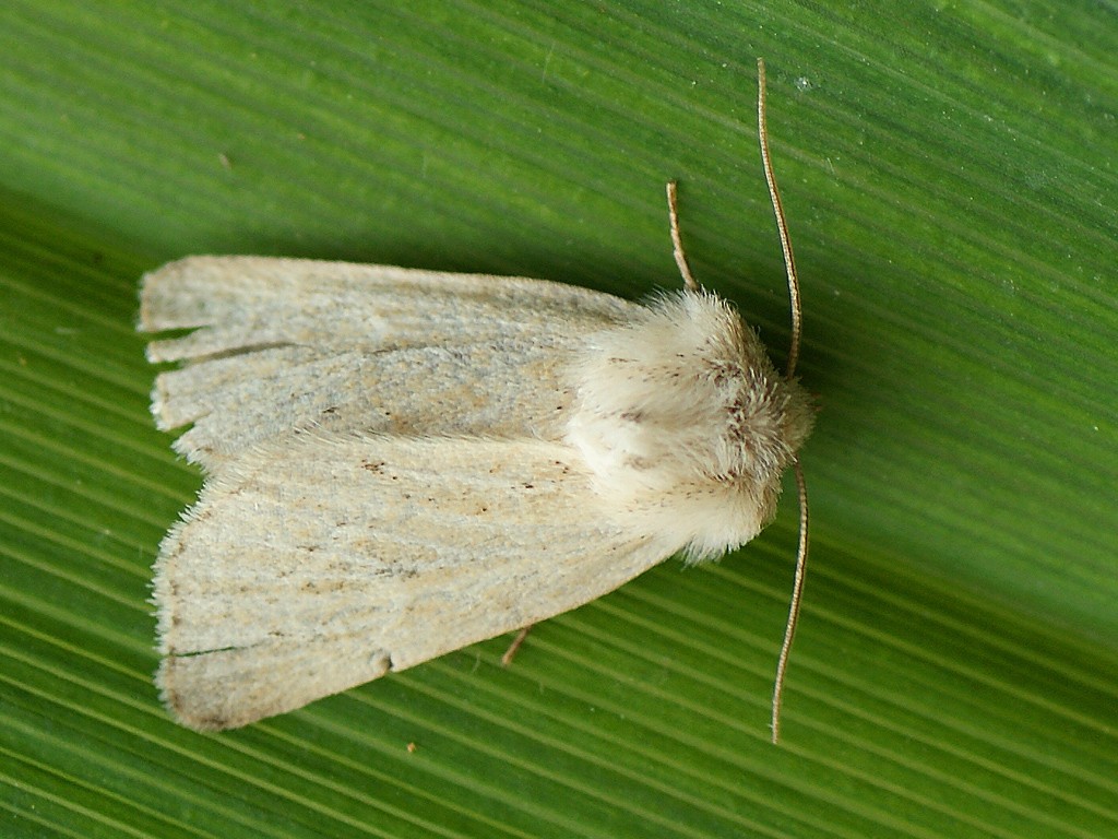 Cordgrass borers (Photedes)