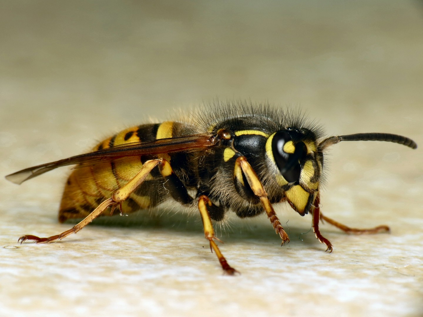 Оса обыкновенная (Vespula vulgaris) - Picture Insect