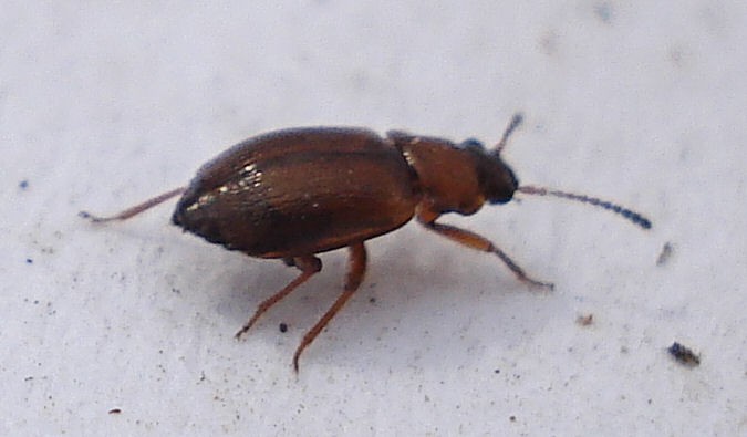 Anthobium (Anthobium)