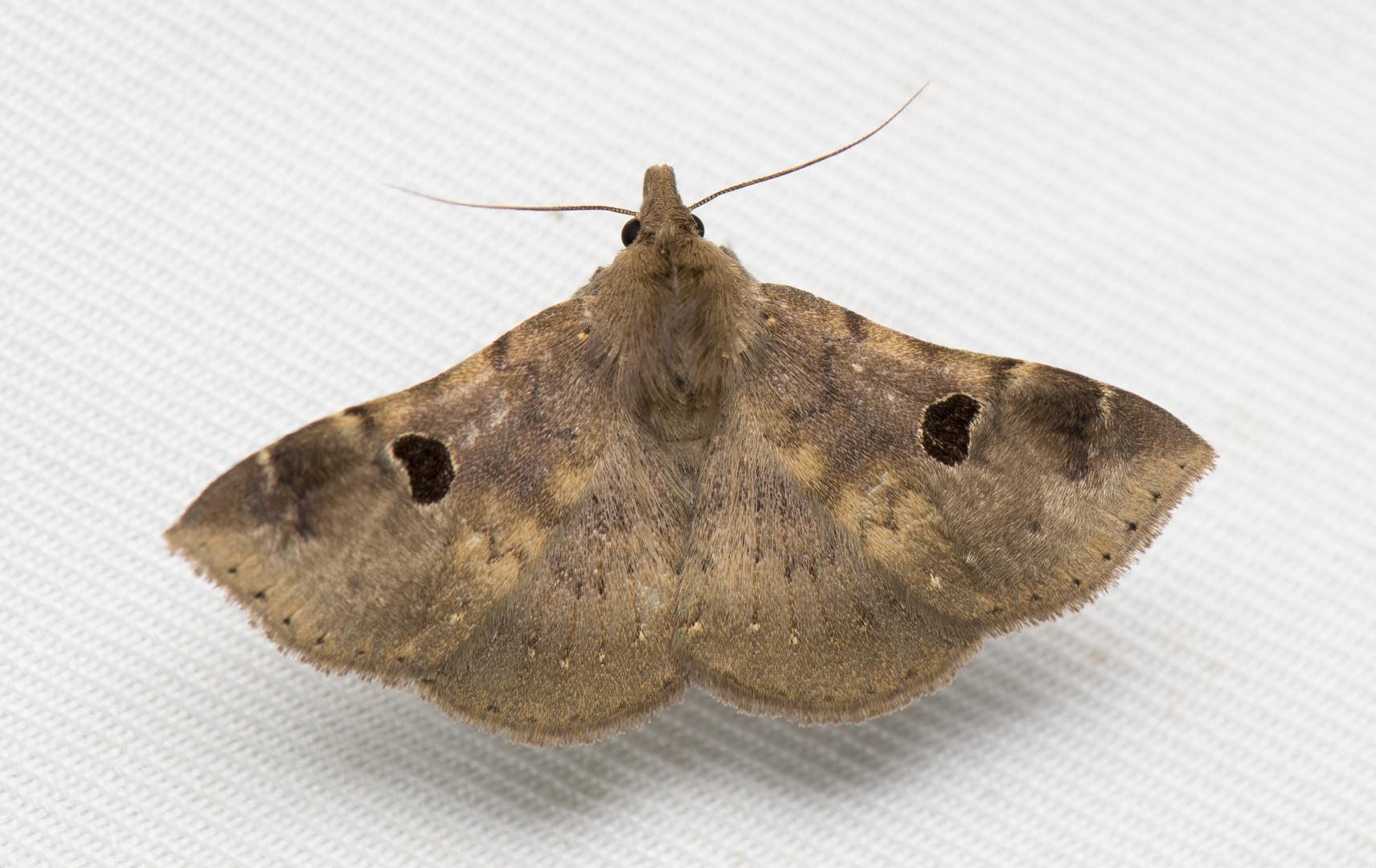 Metacausta (Metacausta)