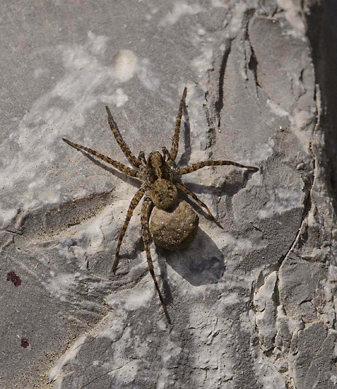 Пардоза безумная (Pardosa amentata) - Picture Insect