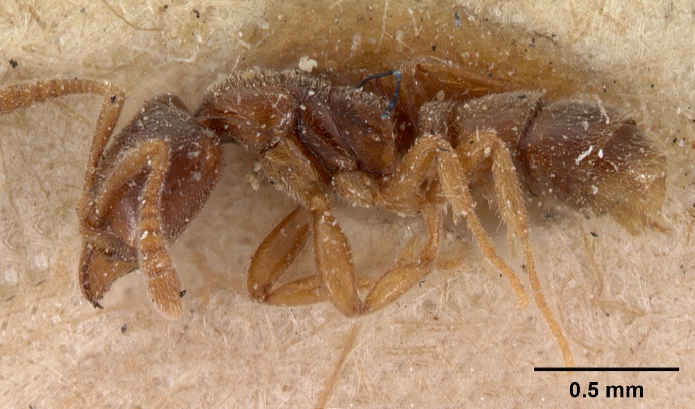 Hypoponera (Hypoponera)