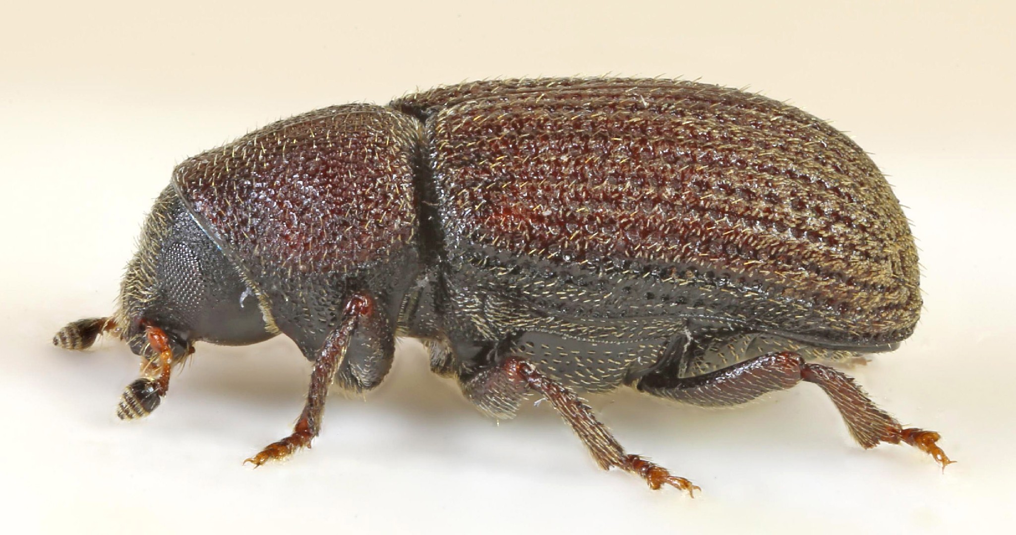 Hylurgops (Hylurgops)