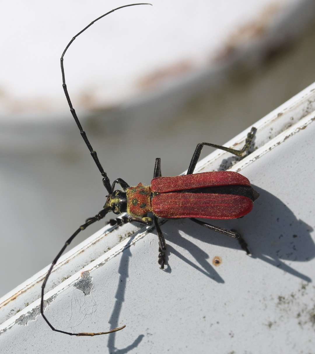 Purplescent longhorns (Purpuricenus)