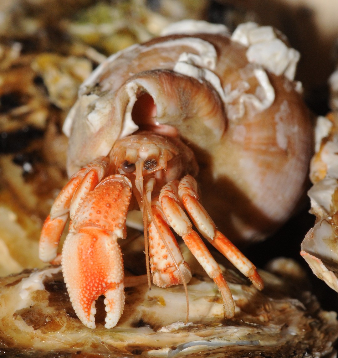Common hermit crab