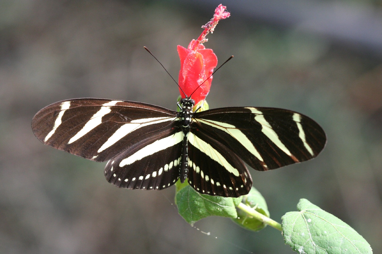 毒蝶 昆虫シリーズ⑪ 毒のあるチョウ「警告色」 | あきた森づくり活動