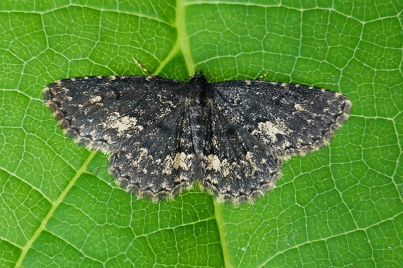 Parascotia (Parascotia)