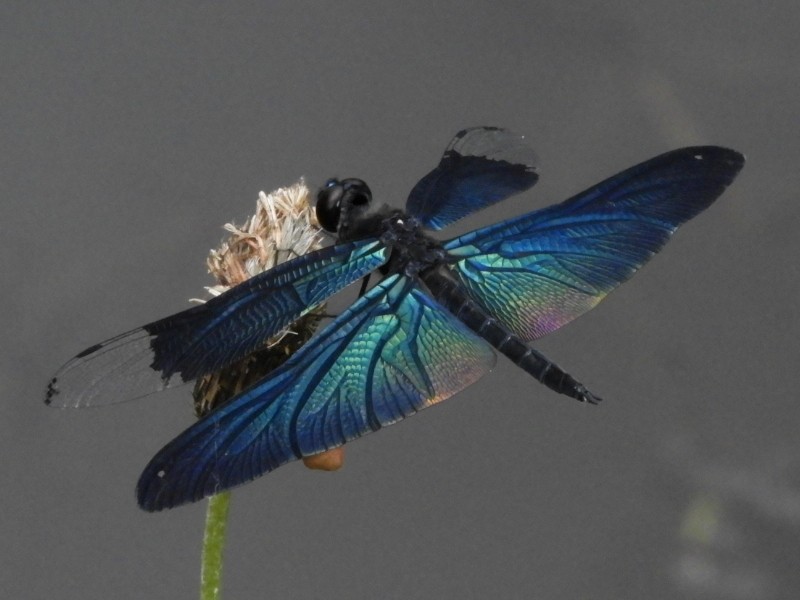 Oriental butterfly flutterer
