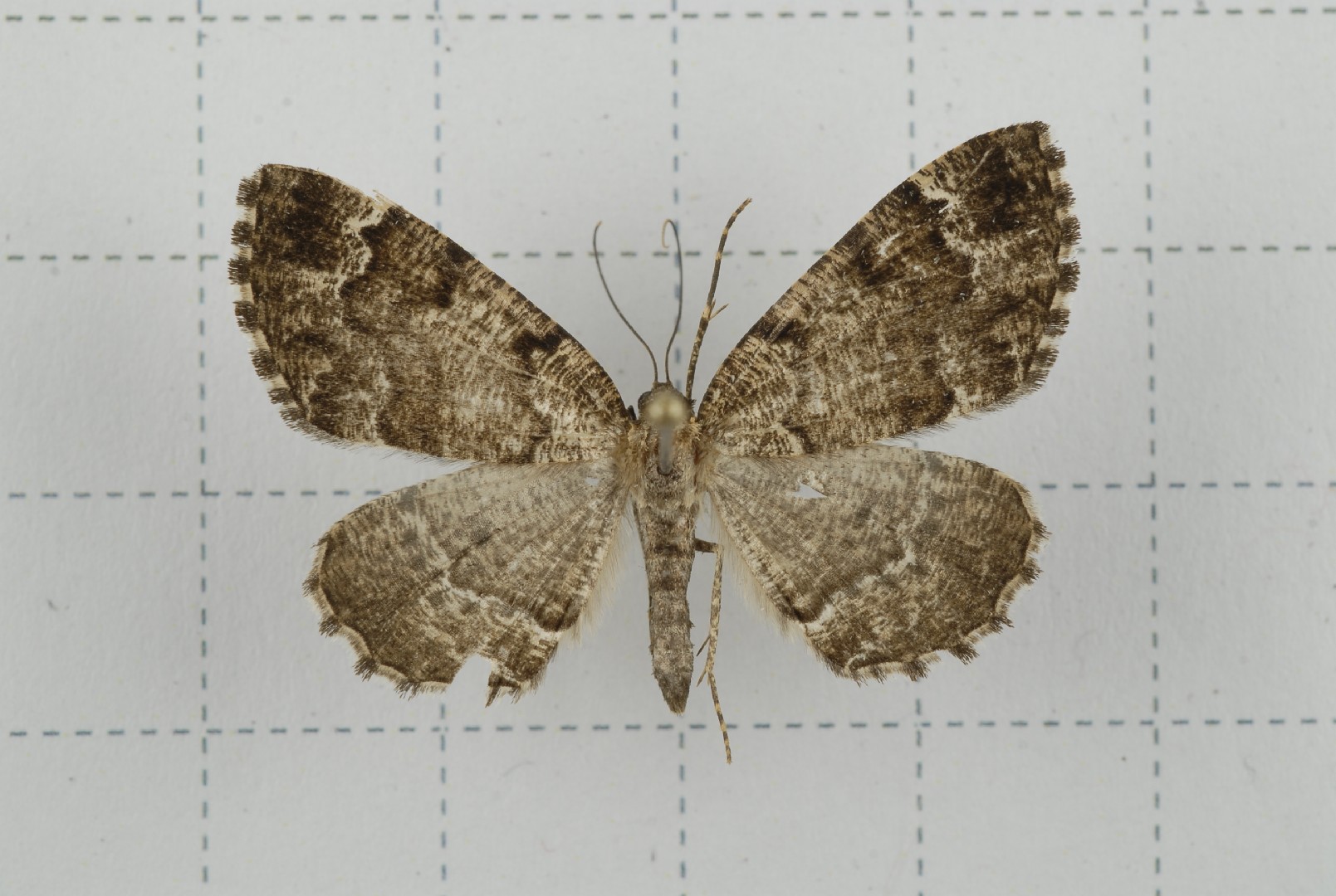 Scionomia (Scionomia)