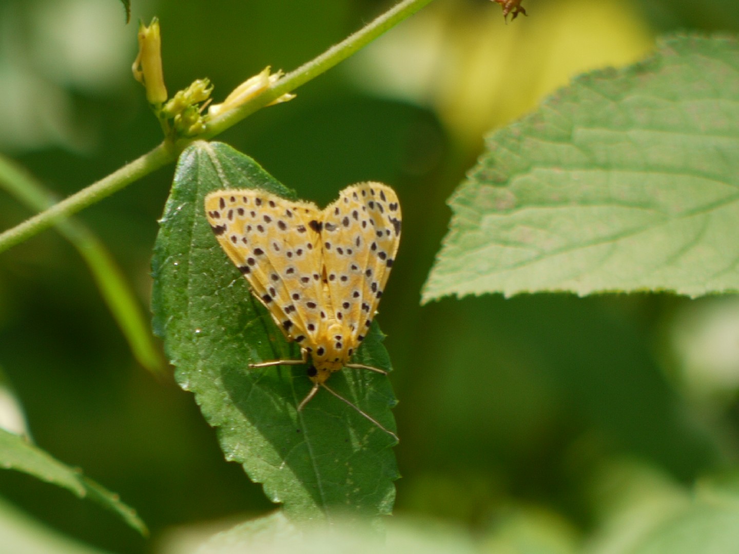 Crotalaria pod borer