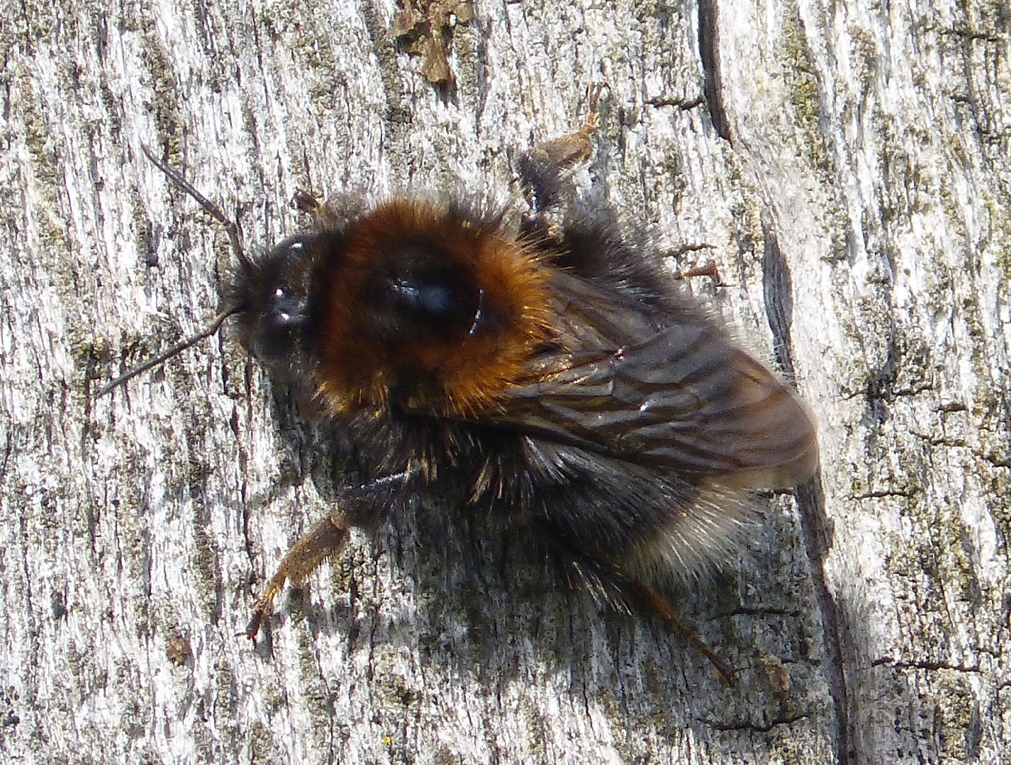 Городской шмель (Bombus hypnorum) - Picture Insect