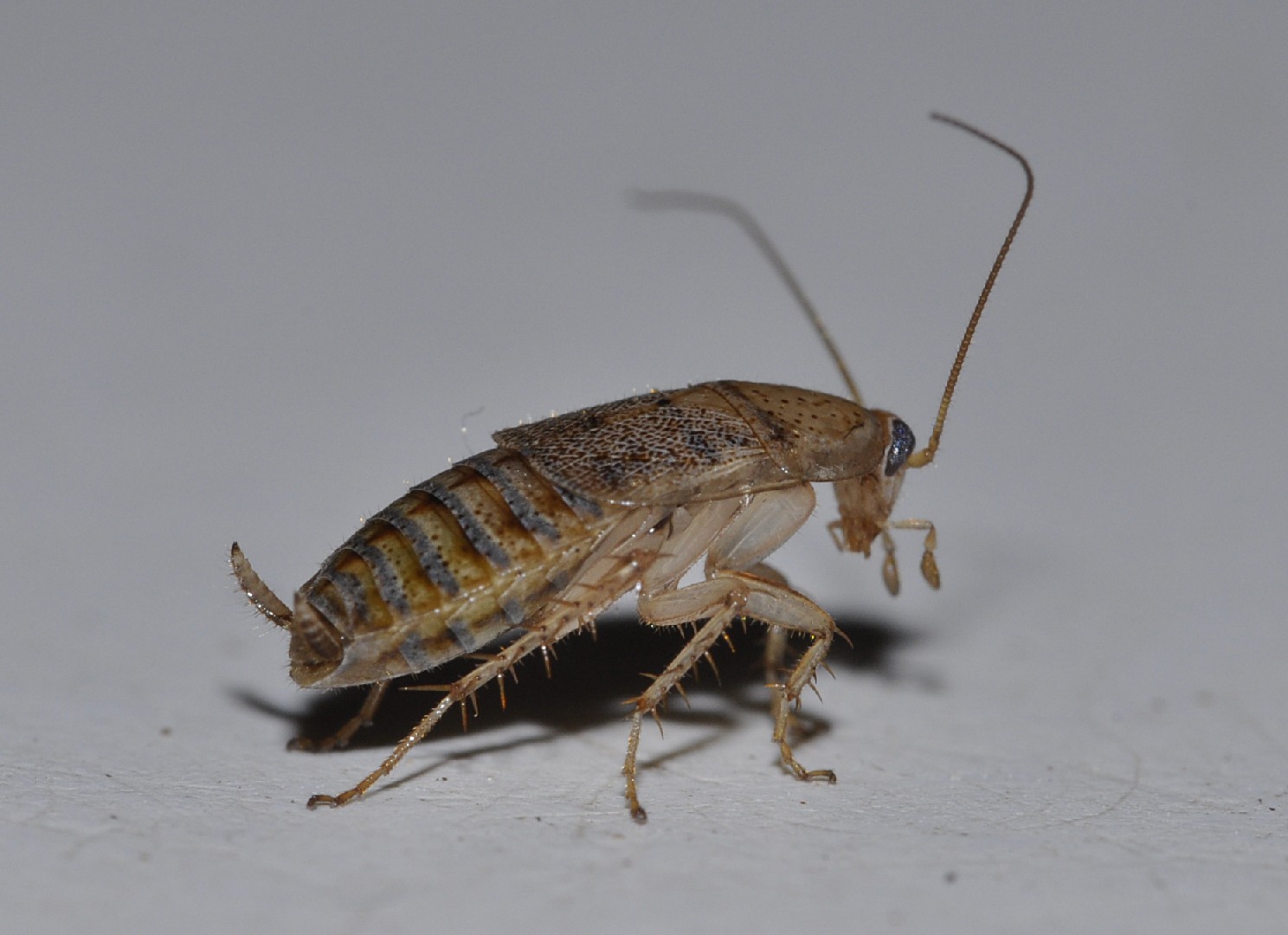 Supella longipalpa (Supella longipalpa) - Picture Insect