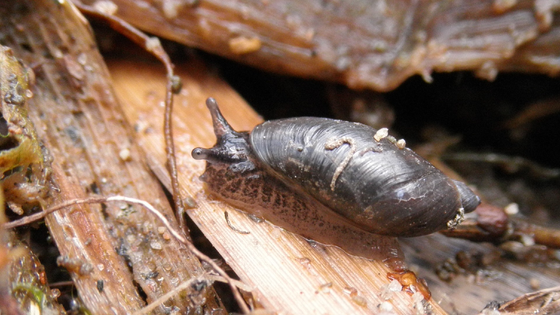 Oxyloma elegans (Oxyloma elegans) - Picture Insect