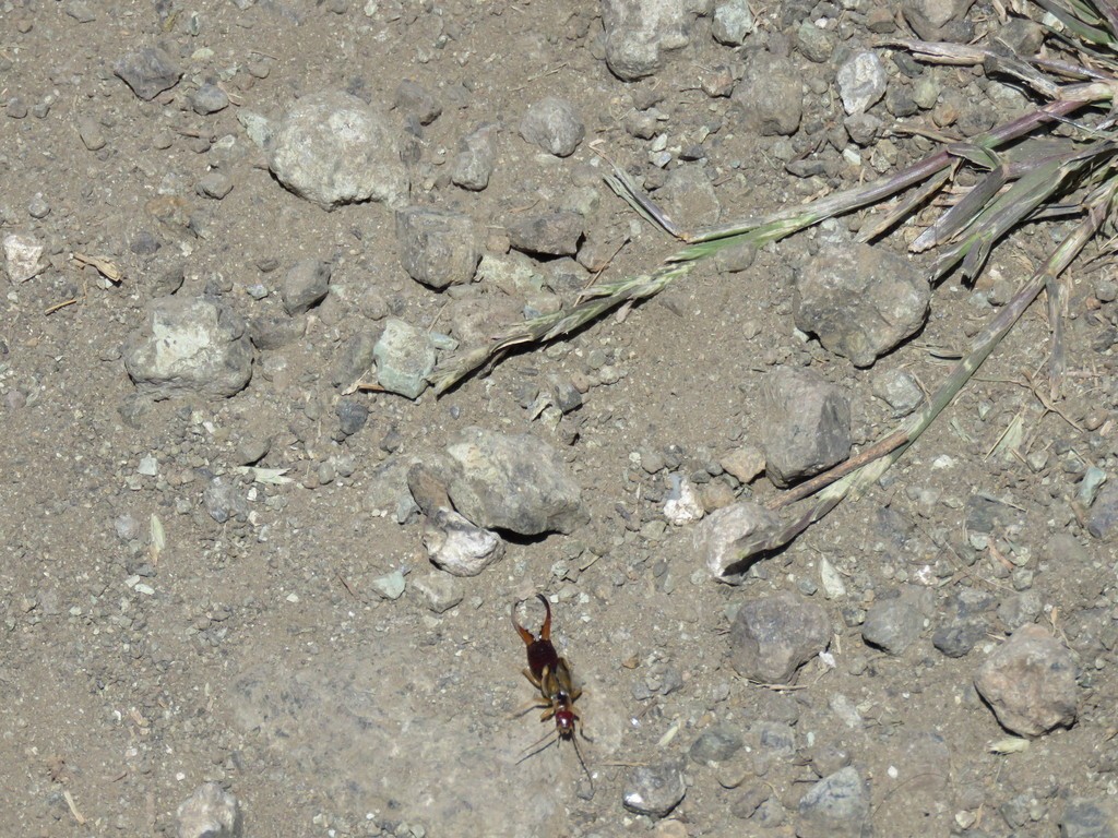 Уховёртка обыкновенная (Forficula auricularia) - Picture Insect