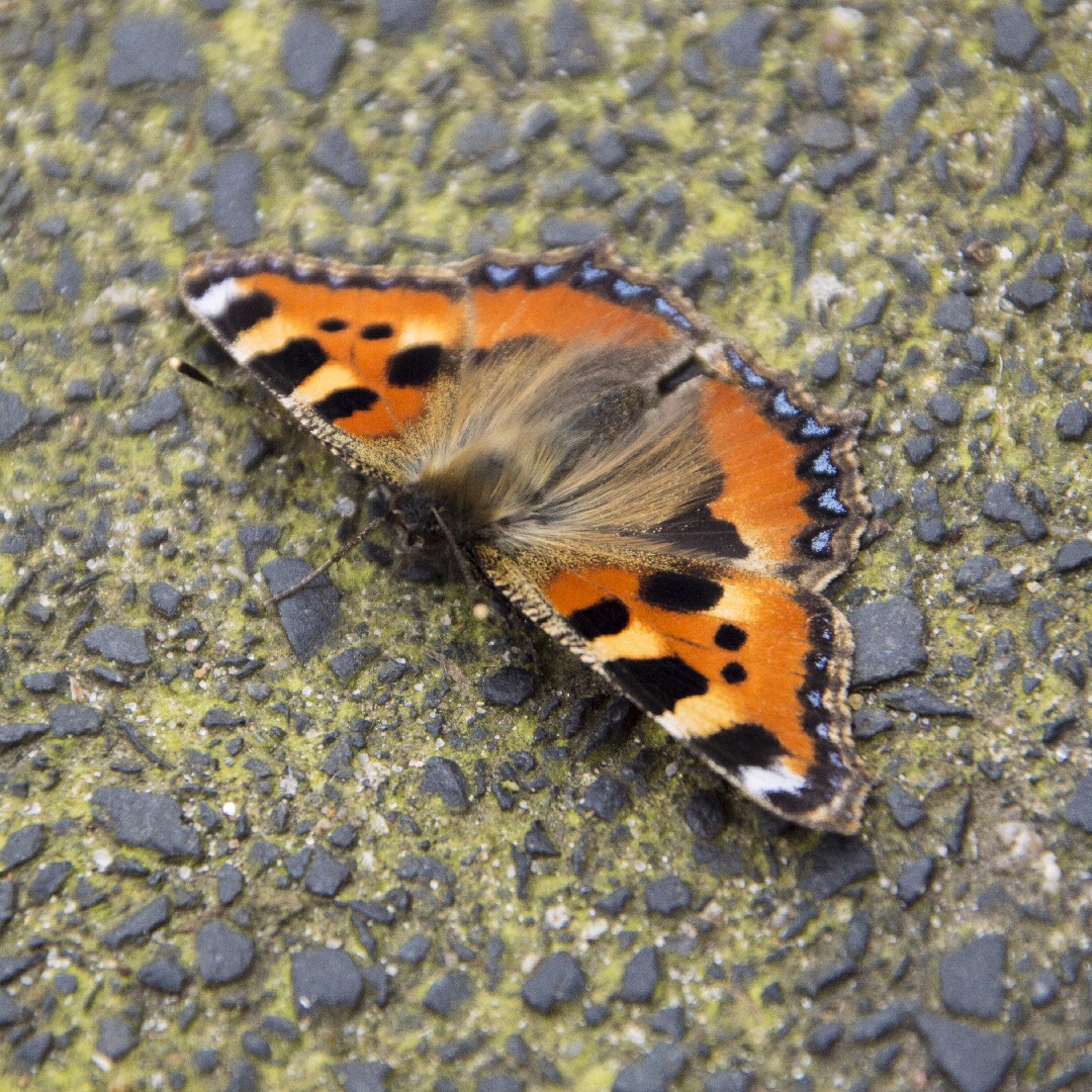 Крапивница (Aglais urticae) - Picture Insect