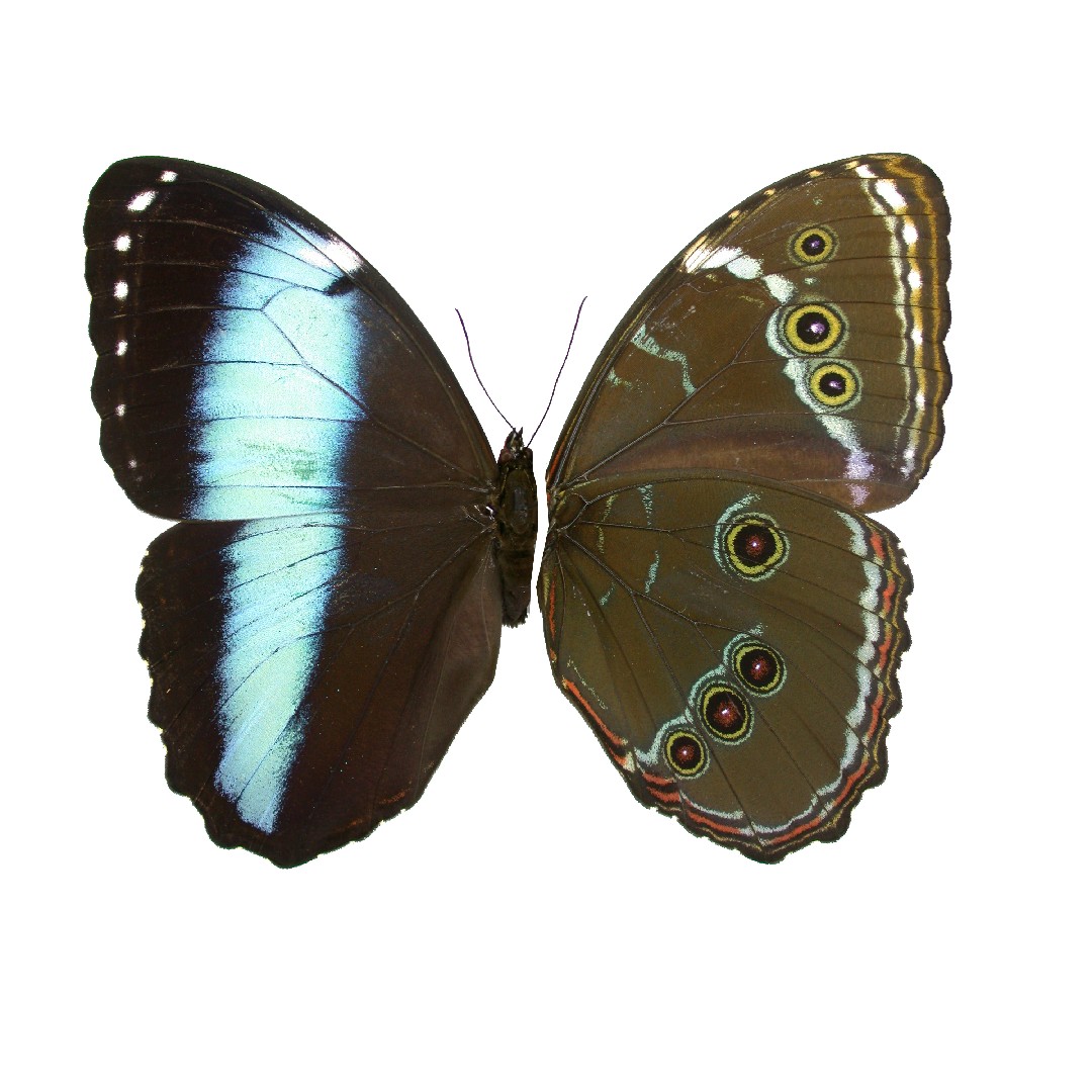 アキレスモルフォ (Morpho achilles) - Picture Insect