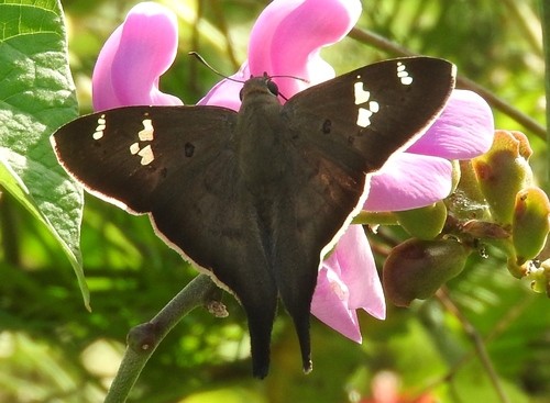 Polythrix (Polythrix)