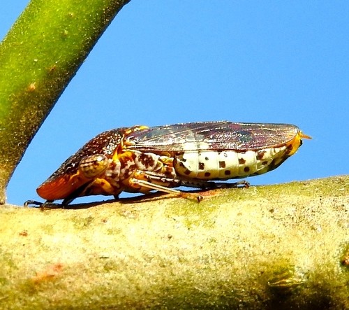 Homalodisca (Homalodisca)