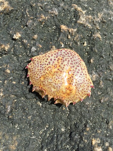 Lady crab