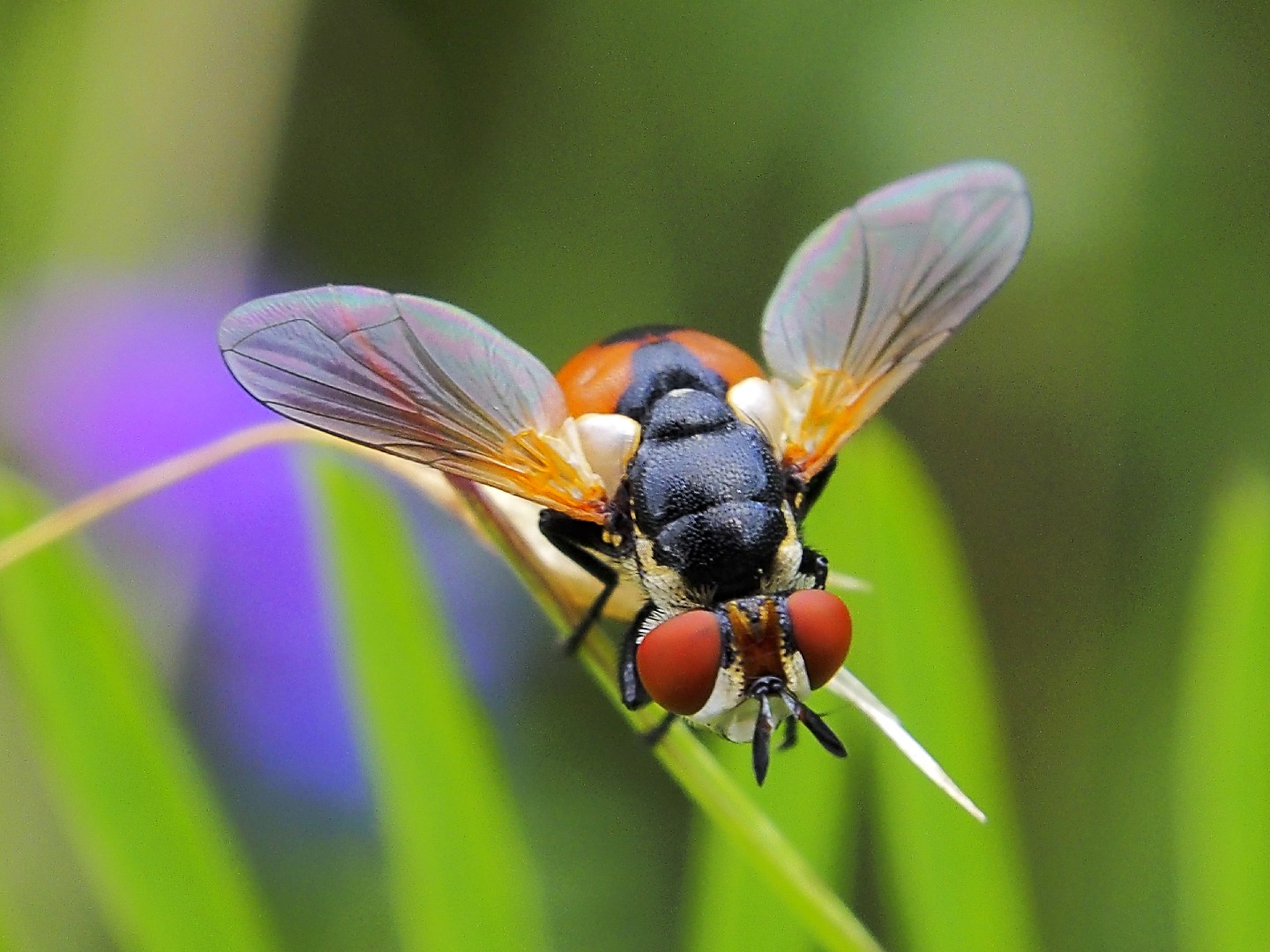 Ectophasia (Ectophasia)