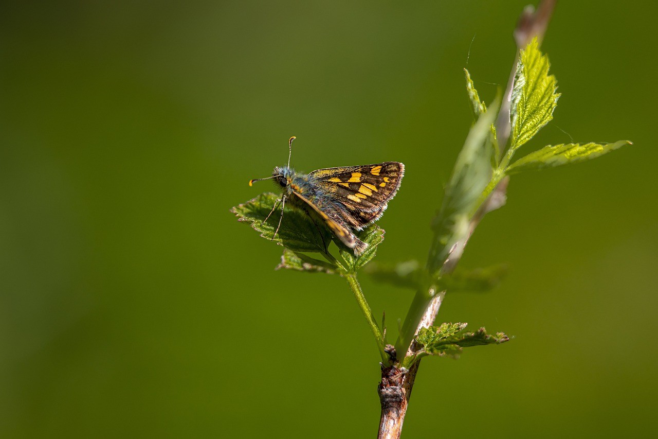 カラフトタカネキマダラセセリ (Carterocephalus silvicola) - Picture Insect