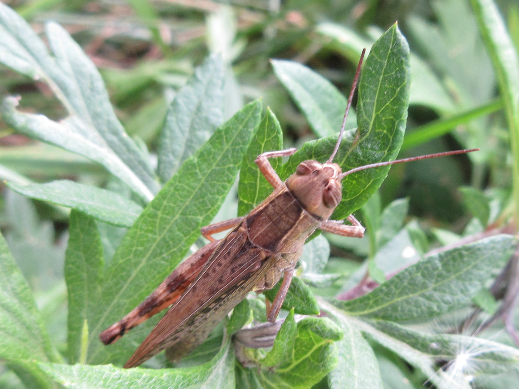 Shirakiacris (Shirakiacris)