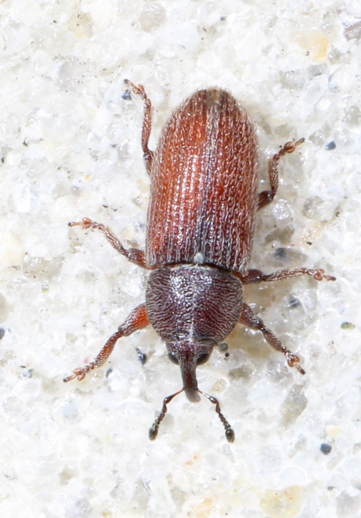 Mecinus (Mecinus)