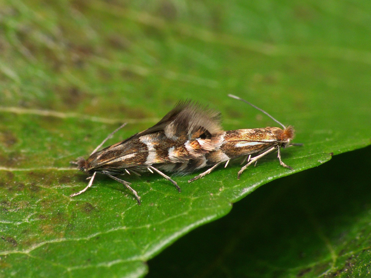 Phyllonorycter (Phyllonorycter)